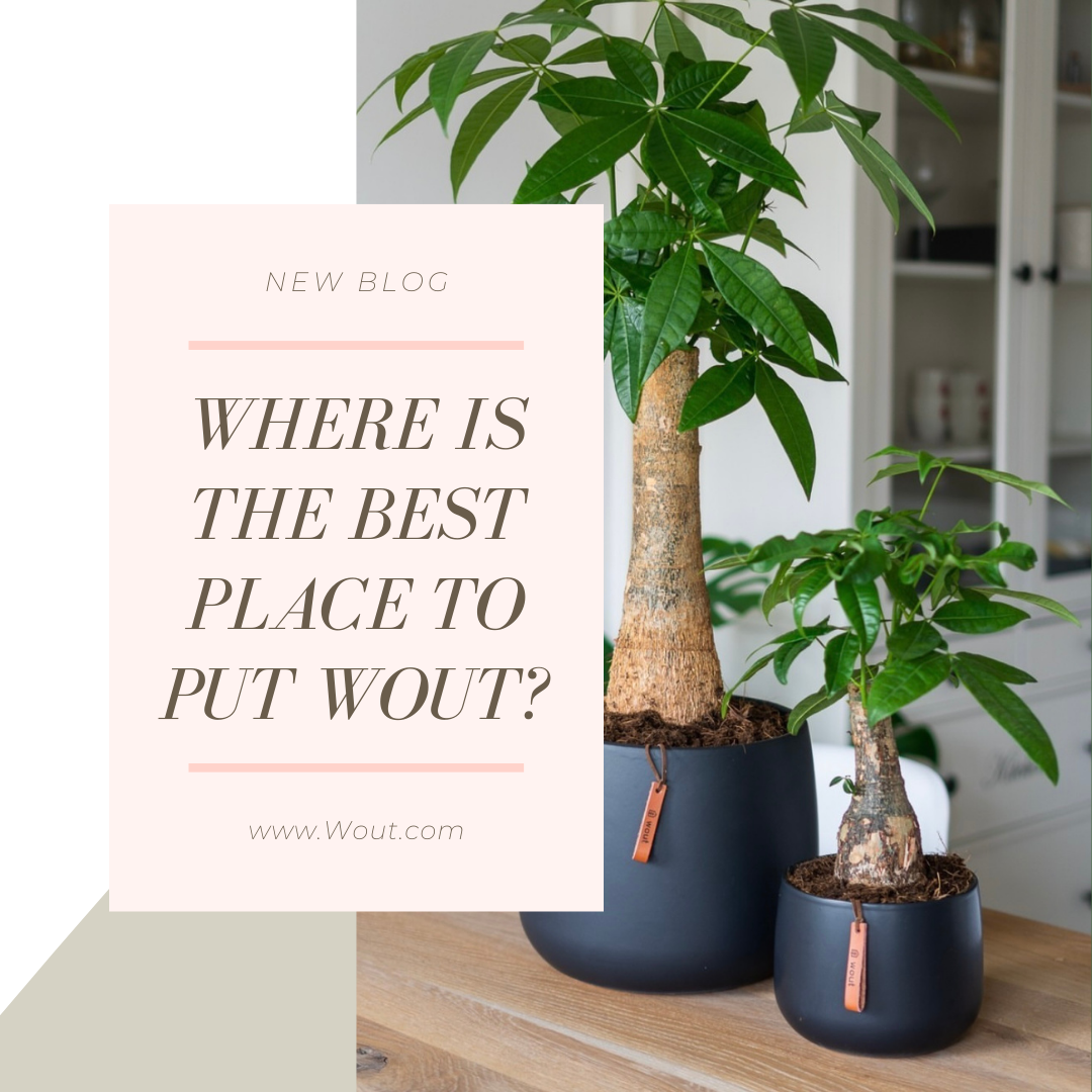 Where is the best place to put Wout?