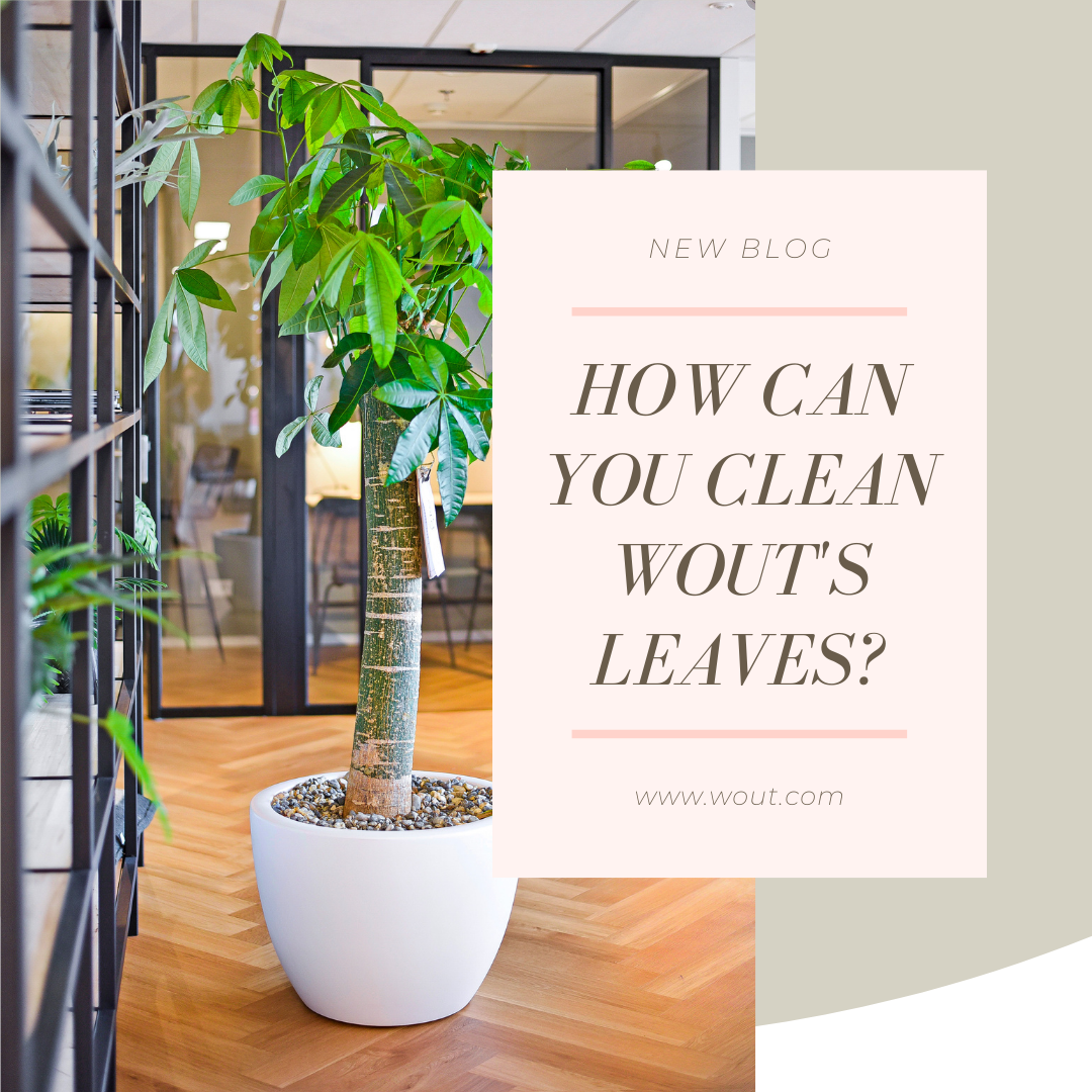 How can you clean Wout's leaves?