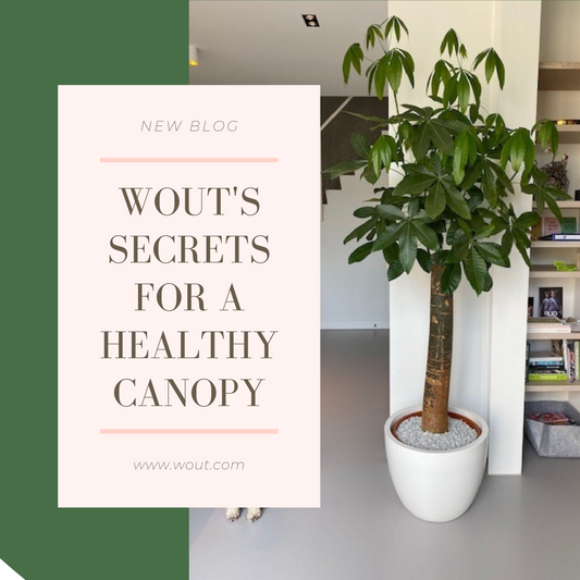 Wout's secrets for a healthy canopy