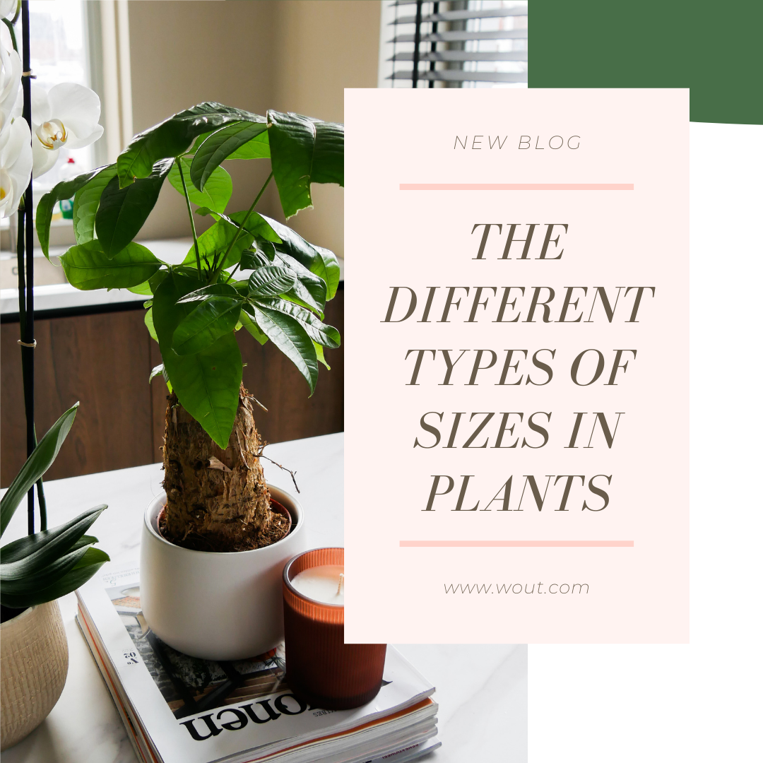The different types of sizes in plants